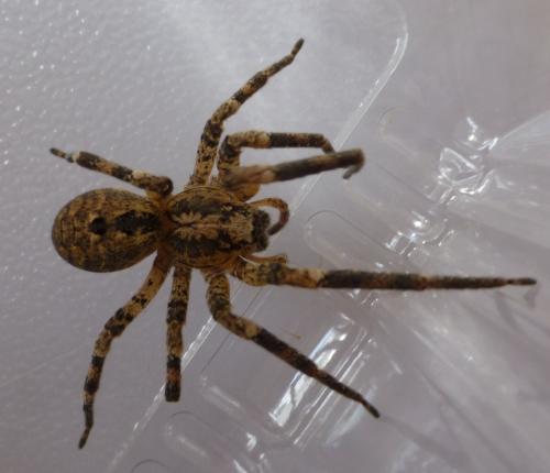 Zoropsis spinimana